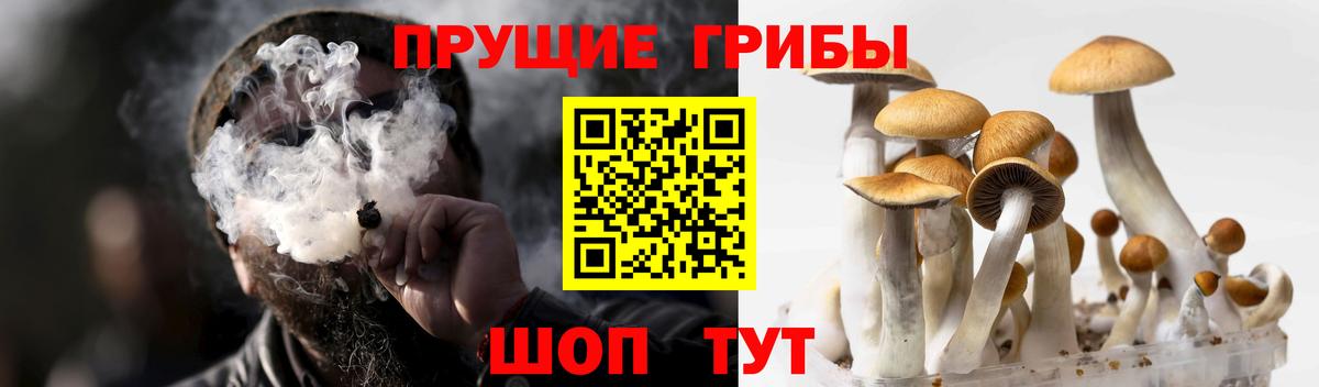 Псилоцибиновые грибы Psilocybe Тобольск